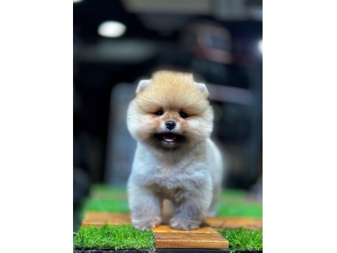 Teddy Bear Pomeranian Boo