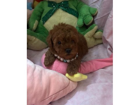 Teacup Ve Toy Poodle 1.5 Aylık Irk Garantili