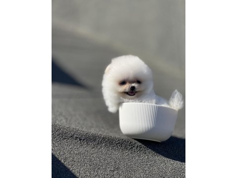 Ayı Surat Pomeranian Boo Yavrularımız