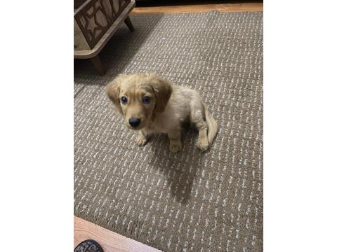 Annesi American Cocker