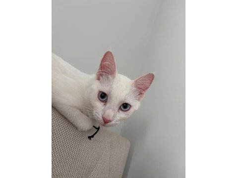 Mavi Gözlü Beyaz Tekir Kedimiz 5 Aylık Dişi