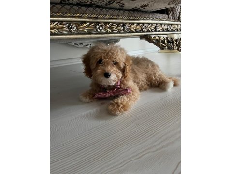 A Kalite Maltipoo Yavrularımız Sizler İle