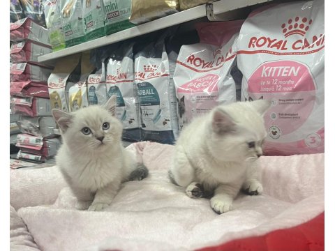 Red Point British Shorthair Türünün En Güzel Örneklerinden
