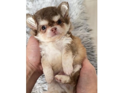 Sizde Safkan Chihuahua Sahibi Olmak İstiyorsanız