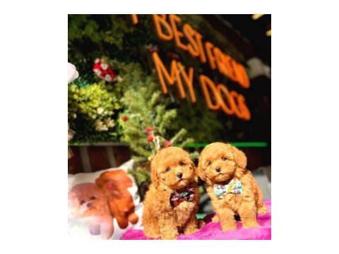 Toy Poodle Yavru Köpeklerim