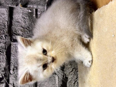 British Shorthair Lynx Point