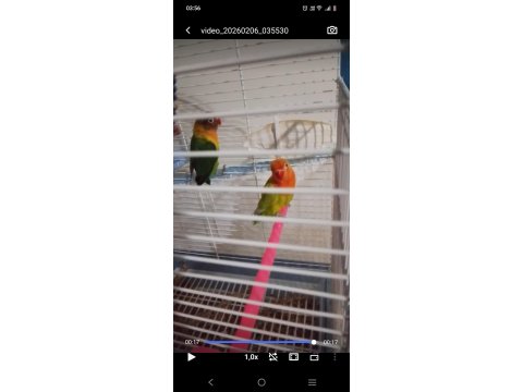 Yeni Yeme Düşmüş Cennet Papağanları