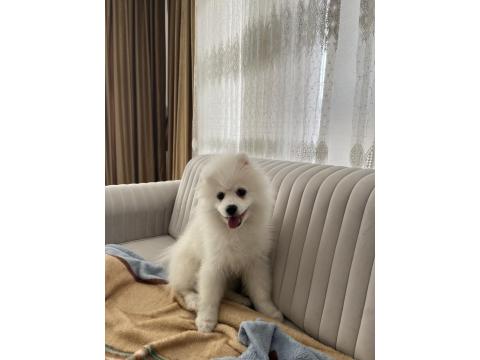 4 Aylık Erkek Pomeranian