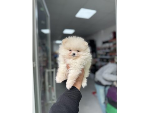 Pomeranian Boo Yavruları