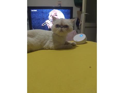 Dişi Yetişkin İran Kedisi