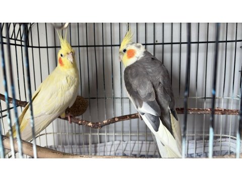 Sultan Papağanlarım Kafes Ve Malzemeler