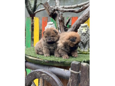 Küt Burun Chow Chow Yavrularımız