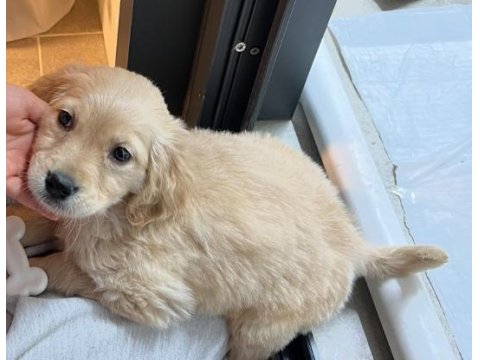 2,5 Aylık Minik Golden Retriever Yavrusu