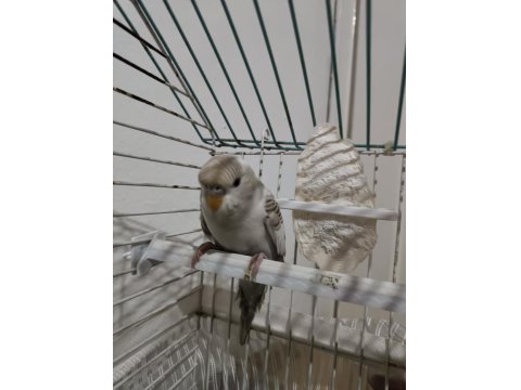 Nadir Renkli Muhabbet Kuşu