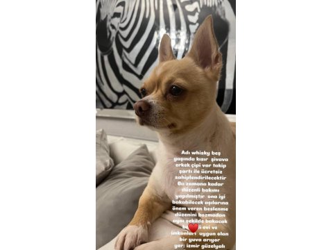 Şivava Ömürlük Yuva İzmir İçi