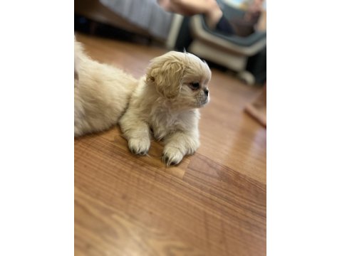 Zıpır Pekinez Kardeşler