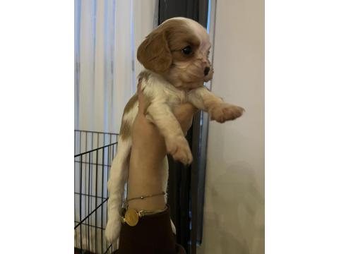 Safkan Cavalier King Charles Yavruları