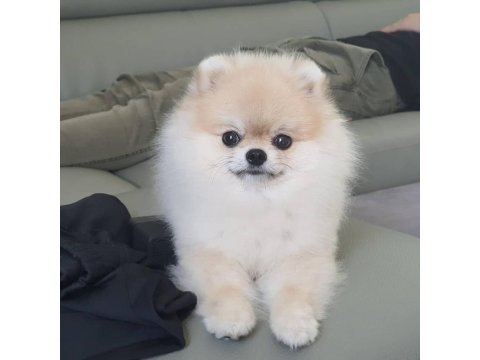 Teddy Bear Pomeranian Yavruları