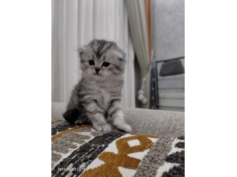 2 Adet Scottish Fold Dişi Yavrumuz