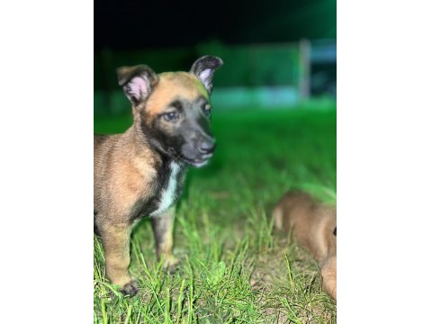 Orijinal Belçika Kurtları 1.5 Aylık