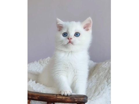 Saf Güzellikte Silver British Shorthair Ns1133