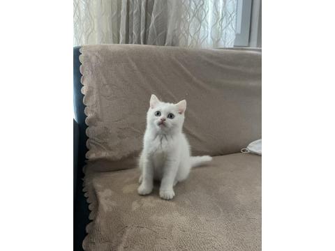 British Shorthair Güzel Kız
