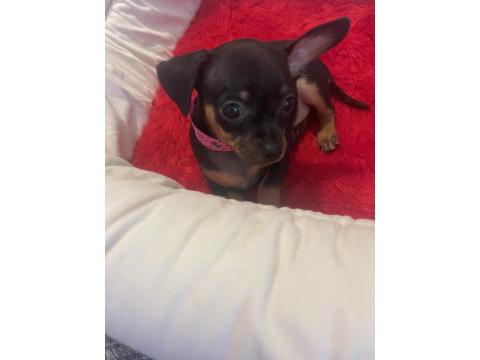 0 Numara Minyatür Pinscher Yavrular