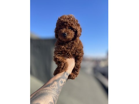 Red Brown Toy Poodle