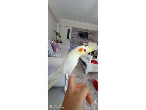 2 Yaşında Erkek Konuşan Sultan Papağanı