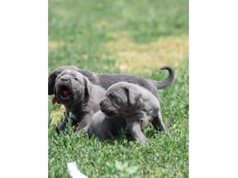 Blue Renk Cane Corso Yavrular