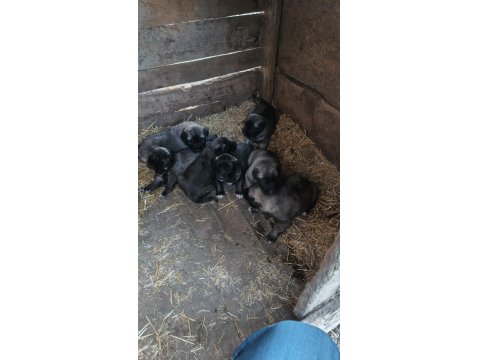 Orjinal Kangal Yavruları Sivastan