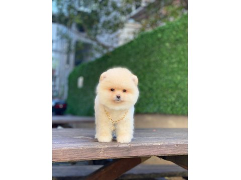 Pomeranian Köpeğimiz