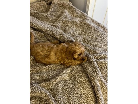Cavapoo Dişi Yavru