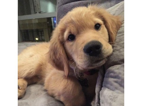 Sevimli Golden Retriever 2 Aylık Köpekler