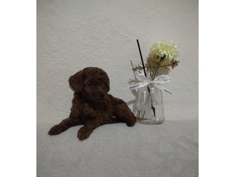 Orjinal Poodle
