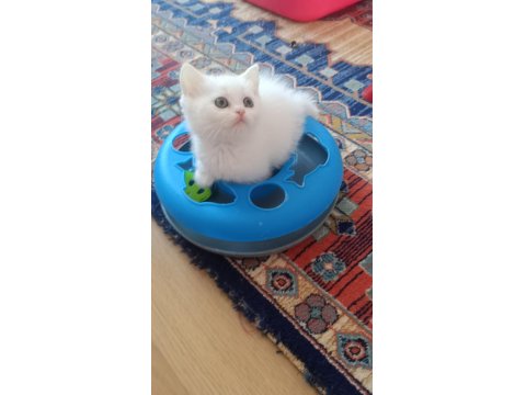 British Shorthair Yavrularımız Oyuncu