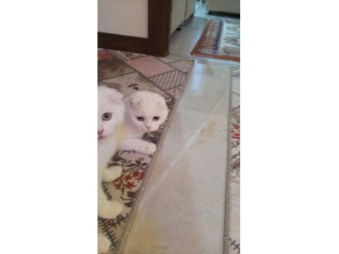 Scottish Fold Beyaz Kızımız Yeni Sahibini Arıyor