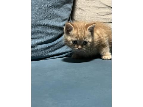 40 Günlük British Shorthair Bebişlerimiz Yeni Yuvalarını Arıyor