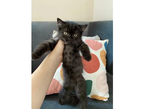 British Shorthair Ve Longhair Safkan Yuvarlak Kafa Bebekler