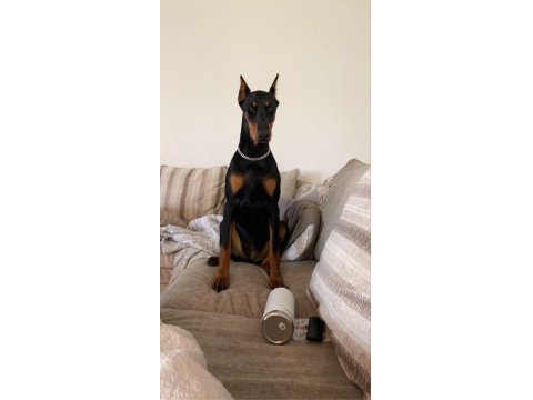 Sağlık Ve Irk Garantili Dobermanlar