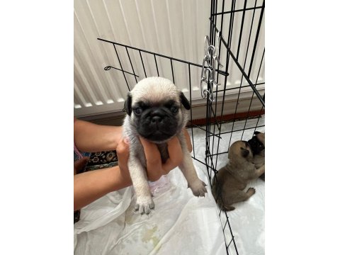Pug Bebekler