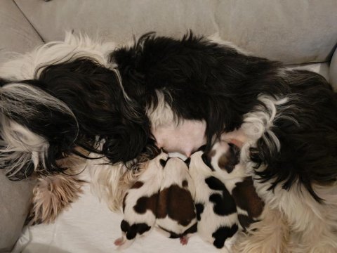 Uluslararası Federasyon Kayıtlı Şecereli Shih Tzu Yavrular