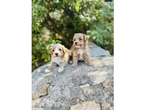 Ruhsatlı İşletmeden F1 Maltipoo Bebekler
