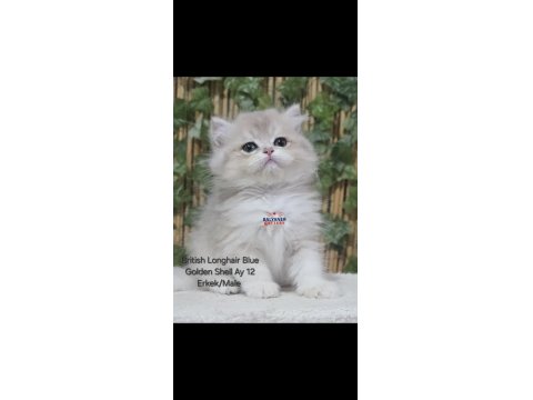 Safkan British Longhair Yavru