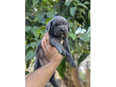 Sağlık Ve Irk Garantili Cane Corso Yavrularımız