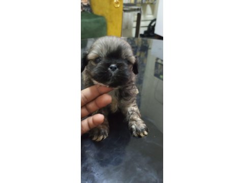 3 Dişi Ve 1 Erkek Yavru 2 Aylık Pekinez