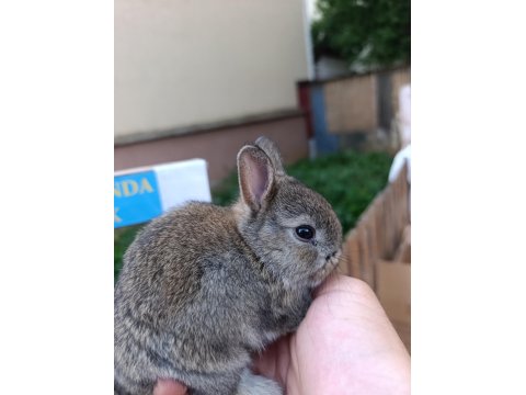 Hollanda Cüce 1 Aylık Tavşan Yavrular