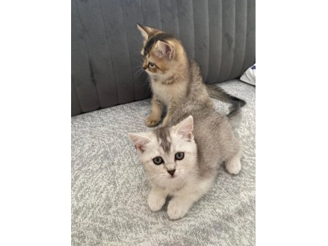 Yavru Kedilerimize Yuva Arıyoruz