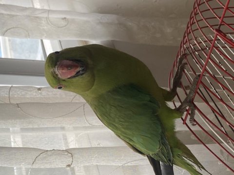 Pakistan Papağanı Kafesiyle Satılır