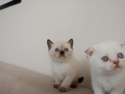 Miniko Kedilerim